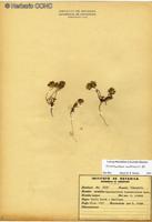 Chaetanthera multicaulis [Imagen de galería: 29354]