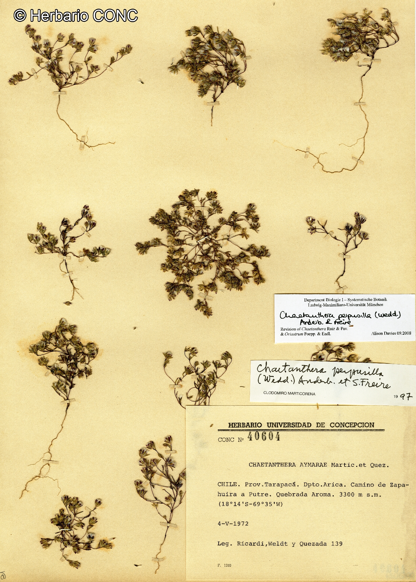 Chaetanthera perpusilla [Imagen de galería: 29355]