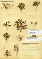 Chaetanthera perpusilla [Imagen de galería: 29355]