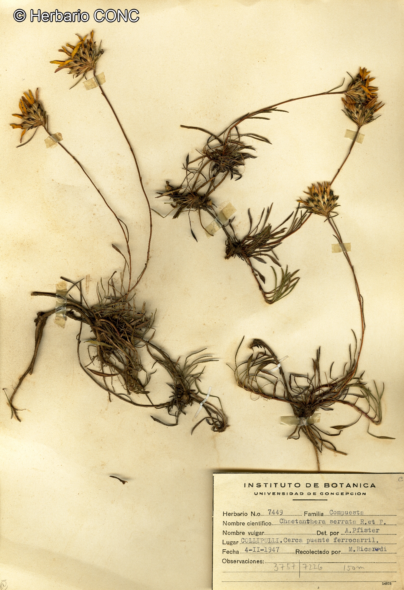 Chaetanthera serrata [Imagen de galería: 29357]