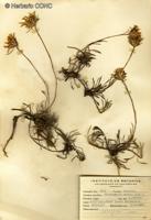 Chaetanthera serrata [Imagen de galería: 29357]