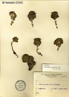 Chaetanthera spathulifolia [Imagen de galería: 29358]