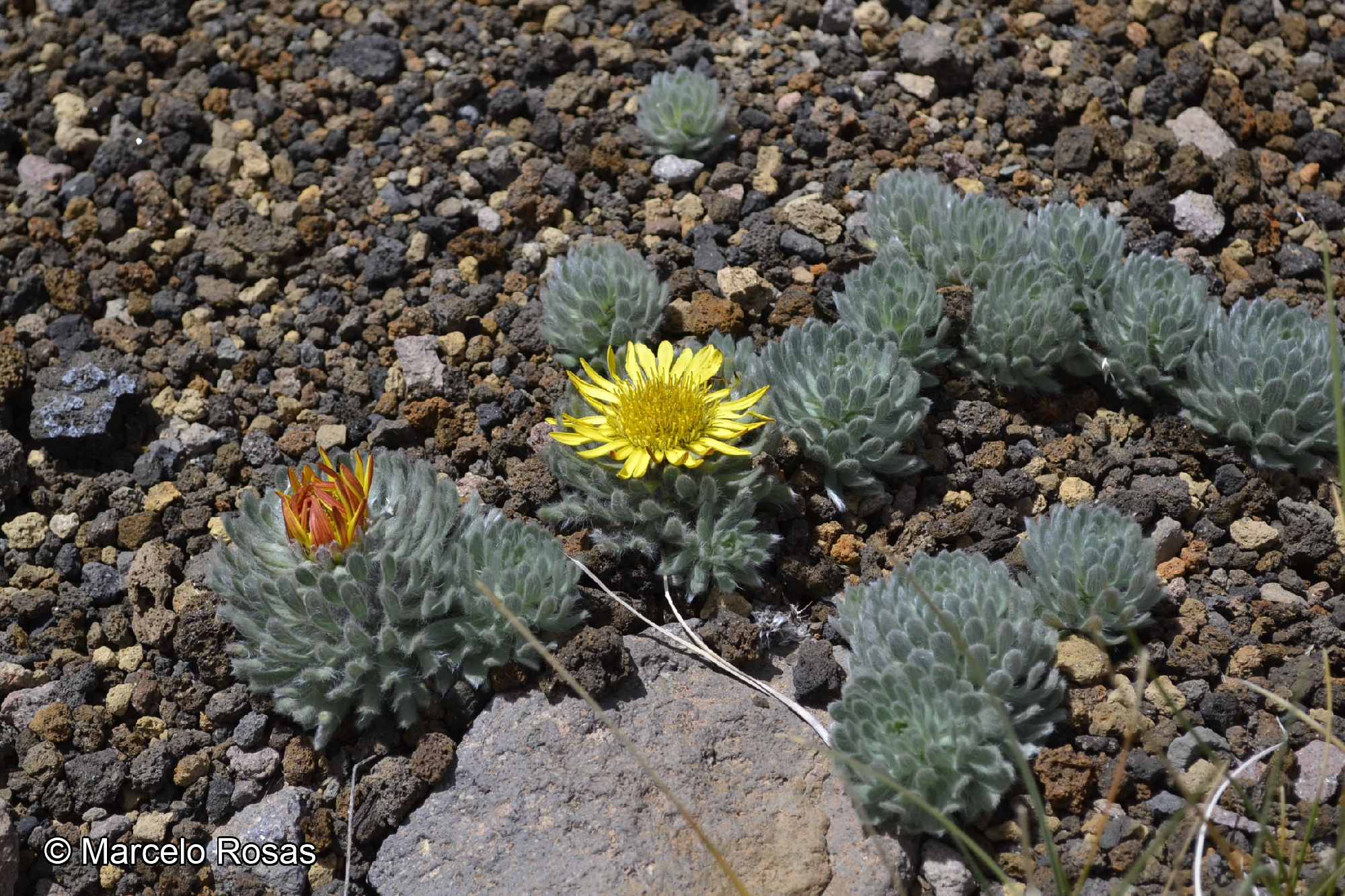 Chaetanthera villosa [Imagen de galería: 29361]