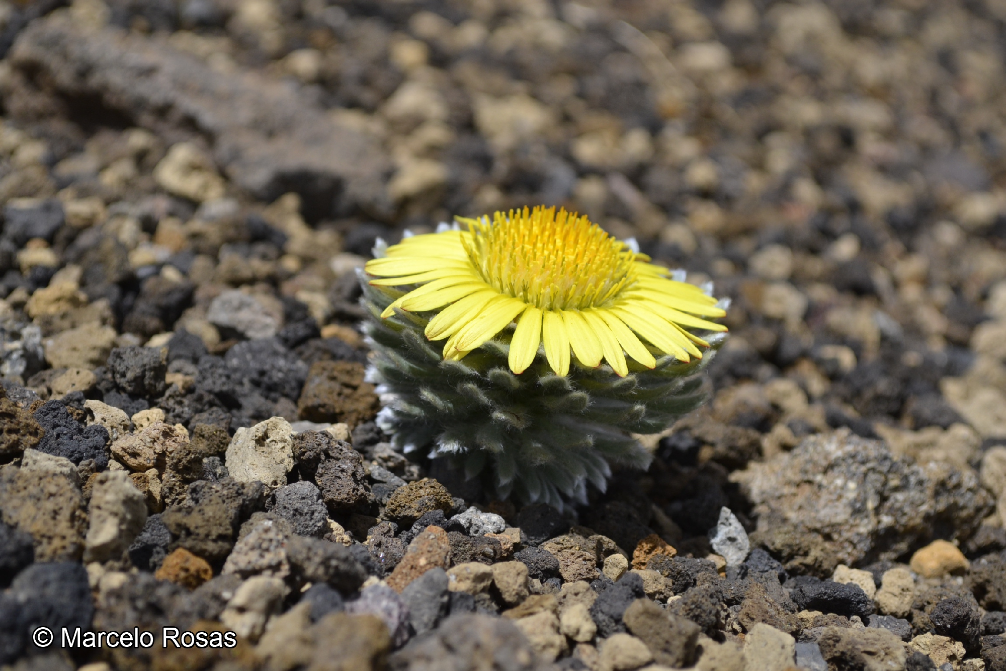 Chaetanthera villosa [Imagen de galería: 29362]