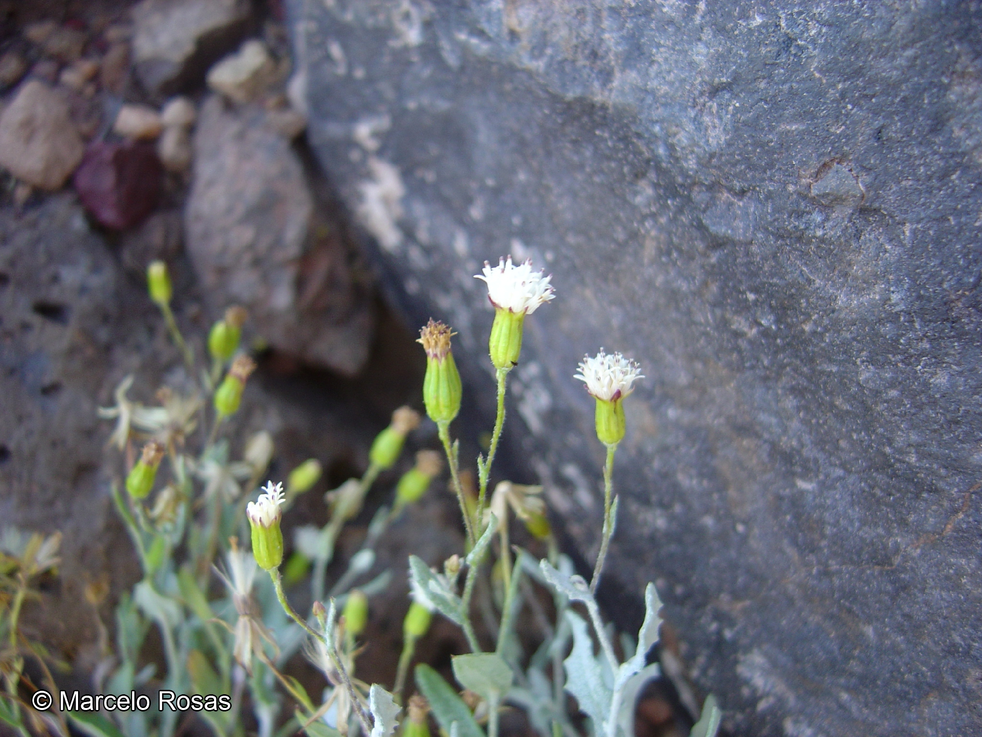 Chersodoma arequipensis [Imagen de galería: 29364]