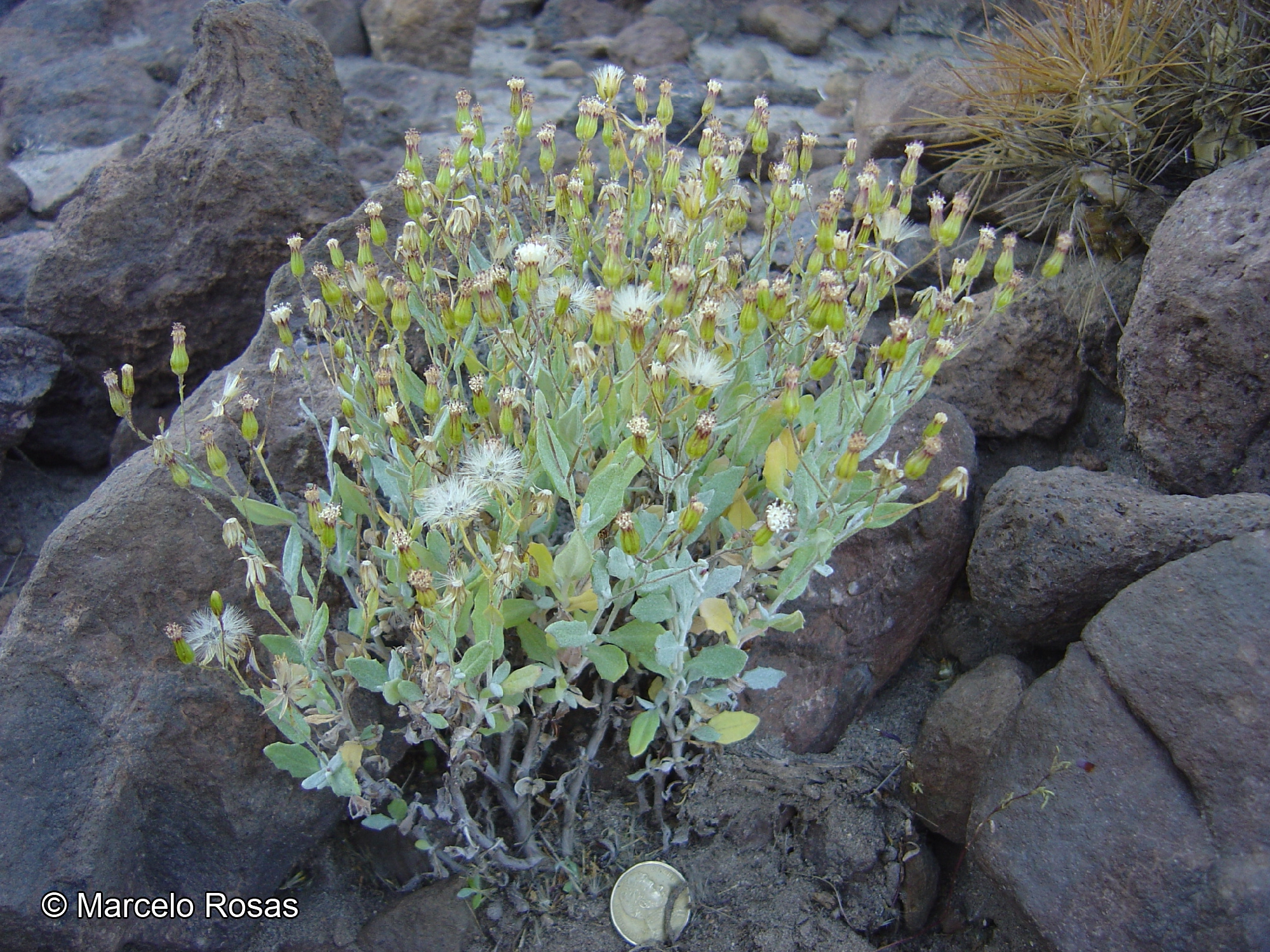 Chersodoma arequipensis [Imagen de galería: 29365]