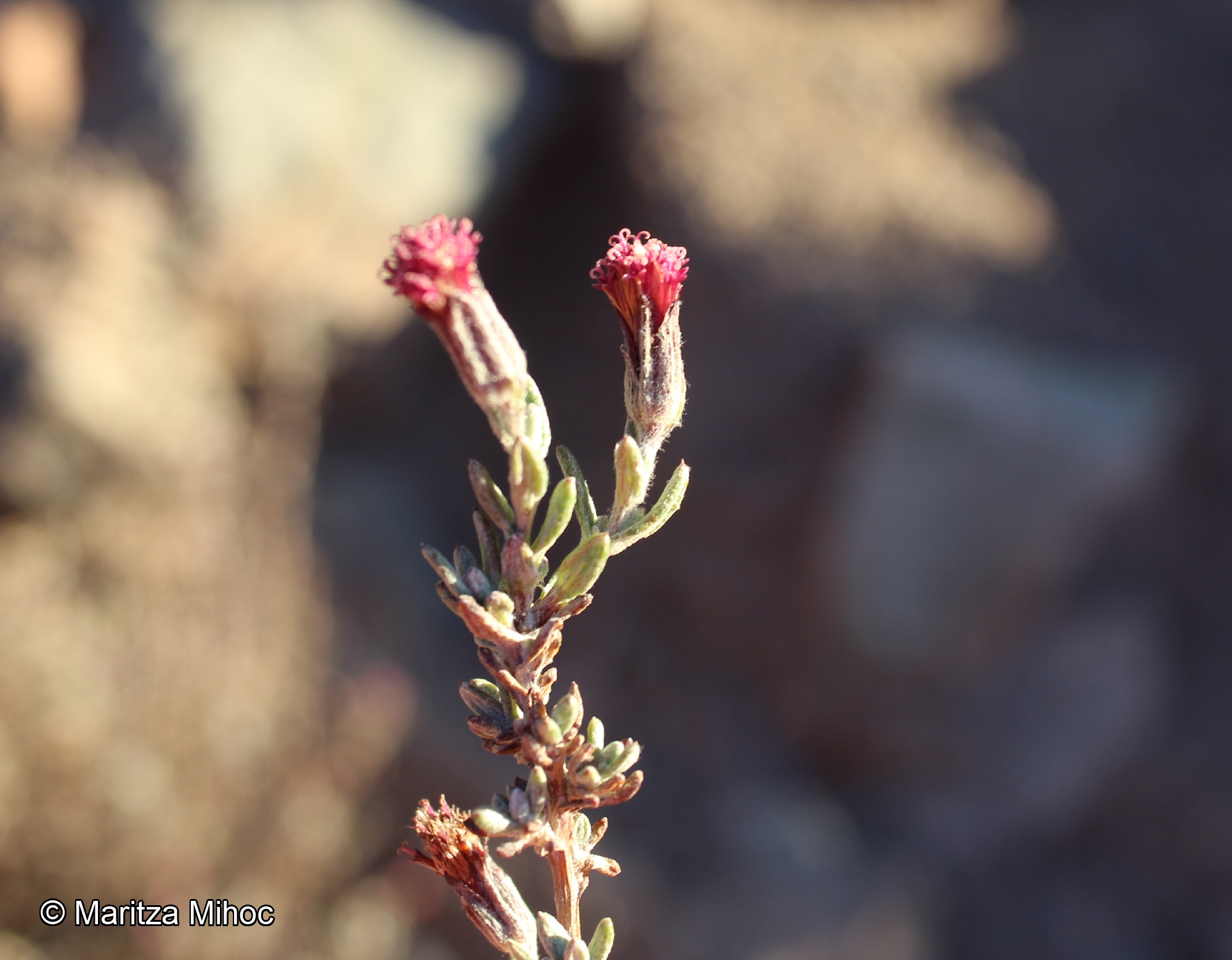 Chersodoma candida [Imagen de galería: 29366]