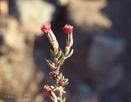 Chersodoma candida [Imagen de galería: 29366]