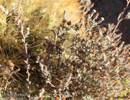 Chersodoma candida [Imagen de galería: 29367]