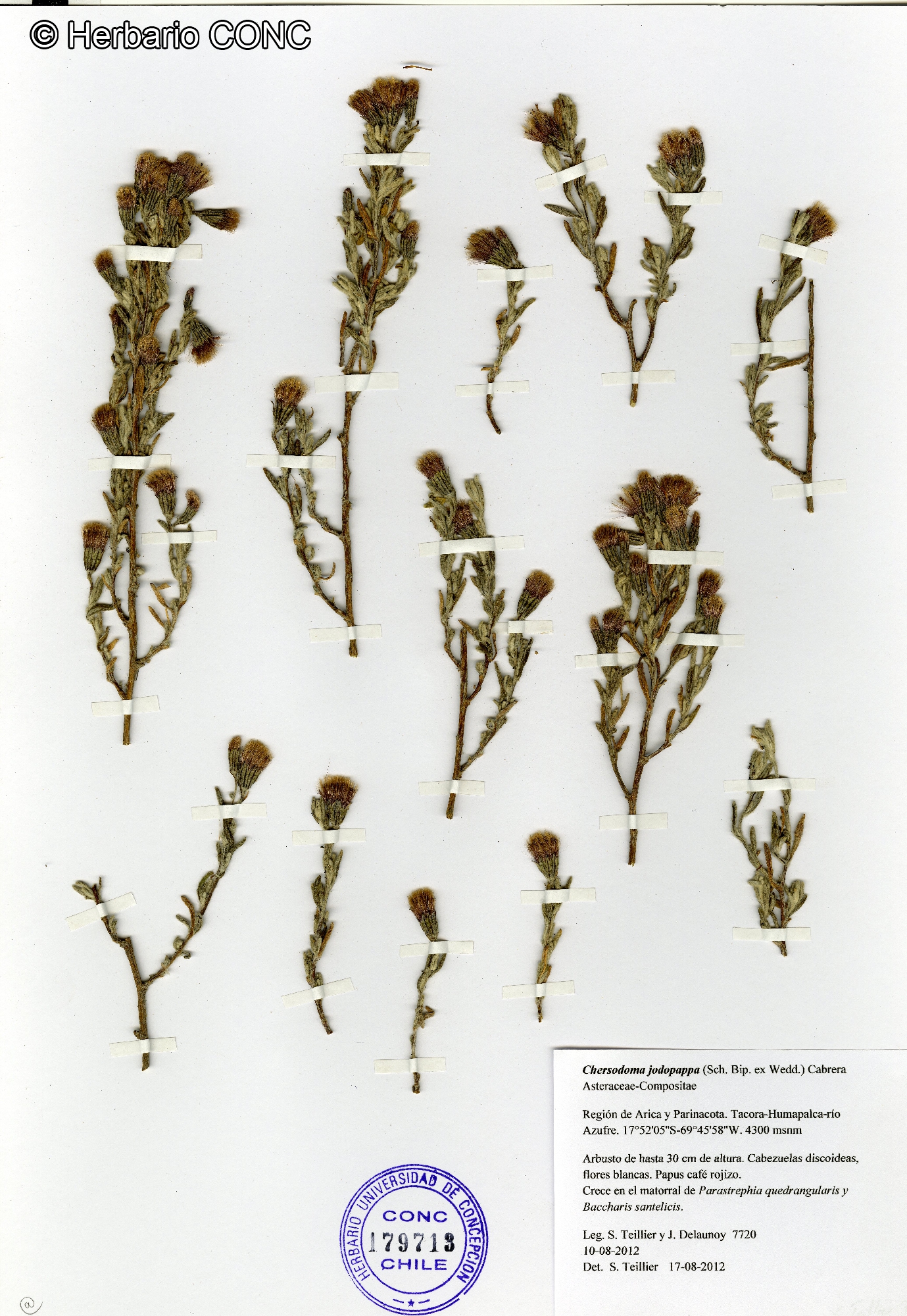 Chersodoma jodopappa [Imagen de galería: 29368]