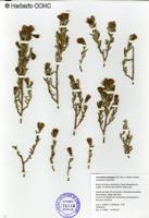 Chersodoma jodopappa [Imagen de galería: 29368]