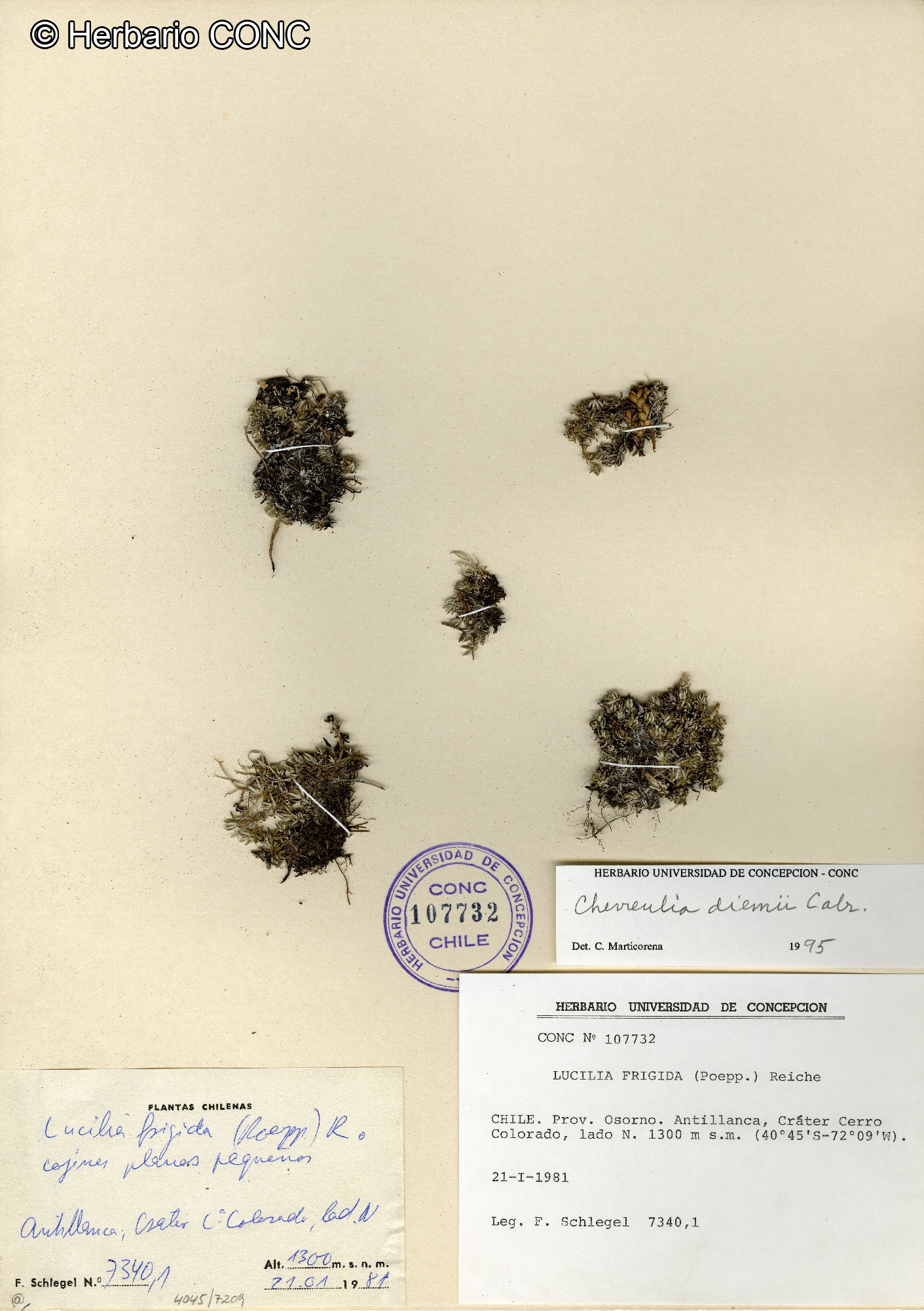 Chevreulia diemii [Imagen de galería: 29369]