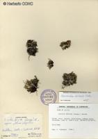 Chevreulia diemii [Imagen de galería: 29369]