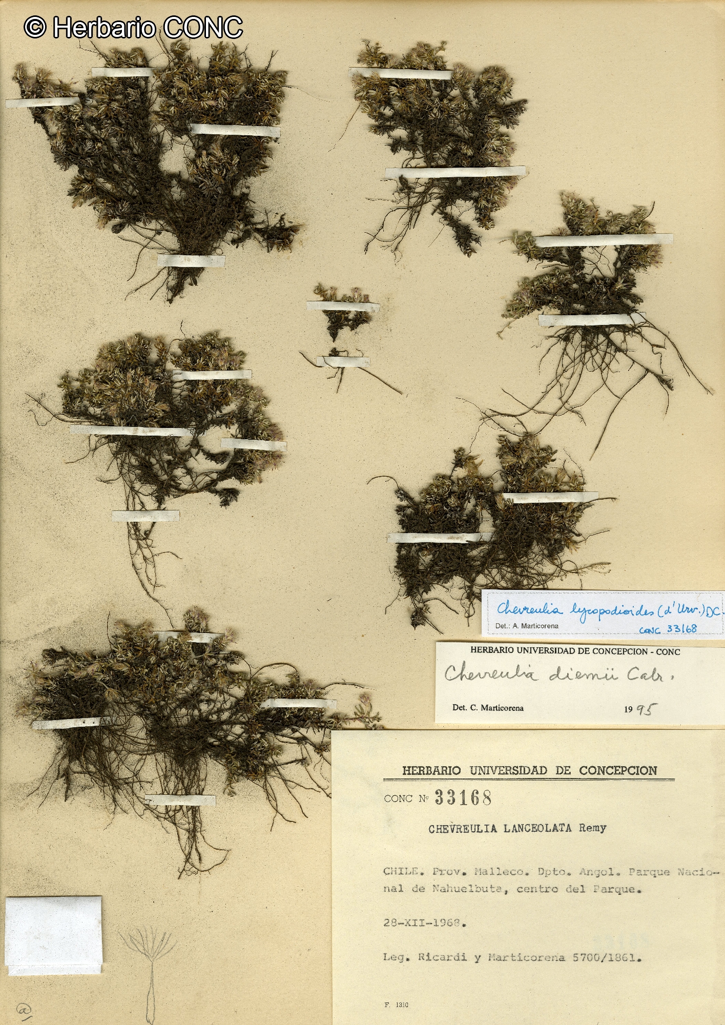Chevreulia lycopodioides [Imagen de galería: 29370]