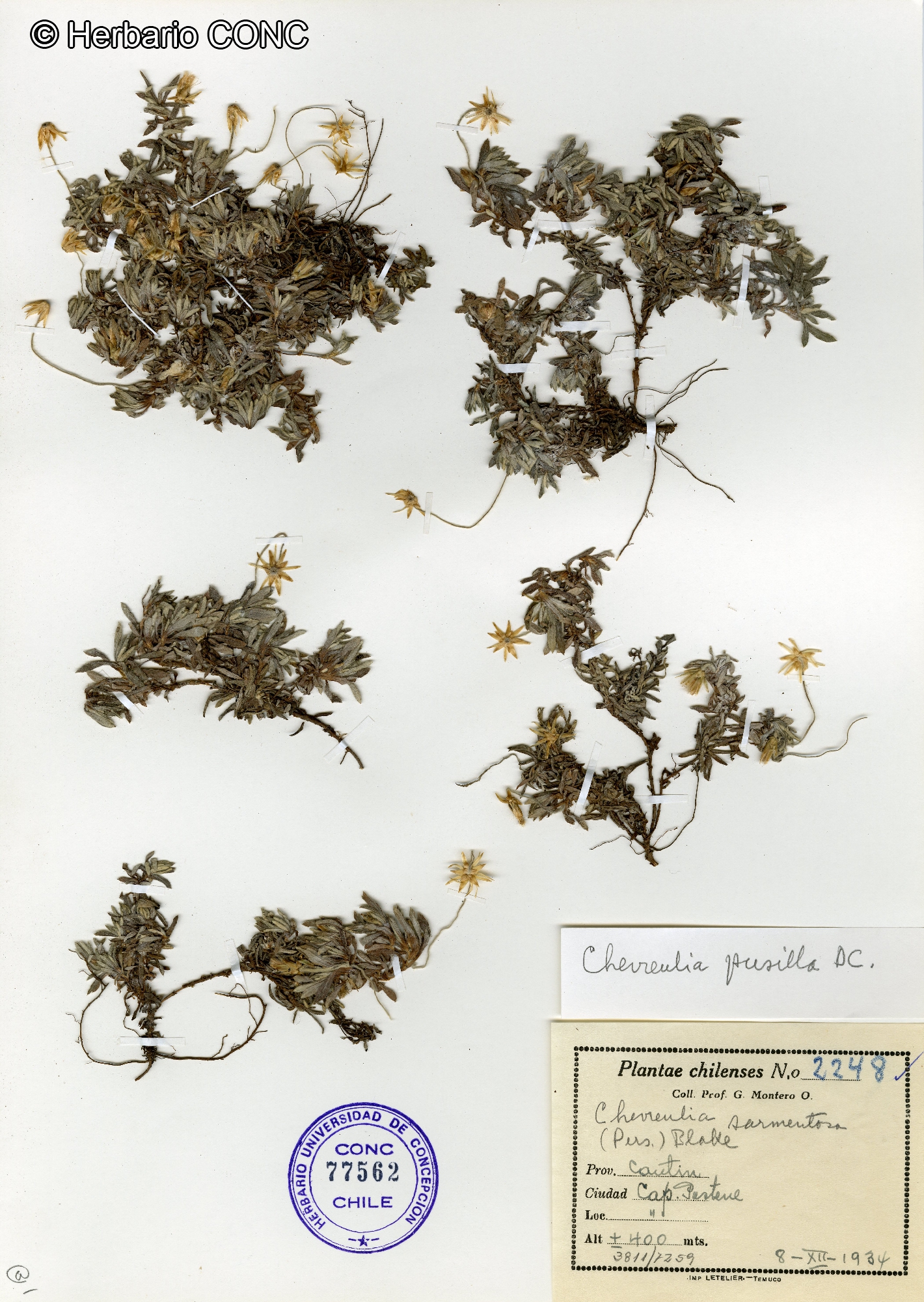 Chevreulia pusilla [Imagen de galería: 29371]
