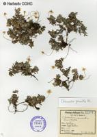 Chevreulia pusilla [Imagen de galería: 29371]
