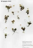 Chevreulia sarmentosa [Imagen de galería: 29372]