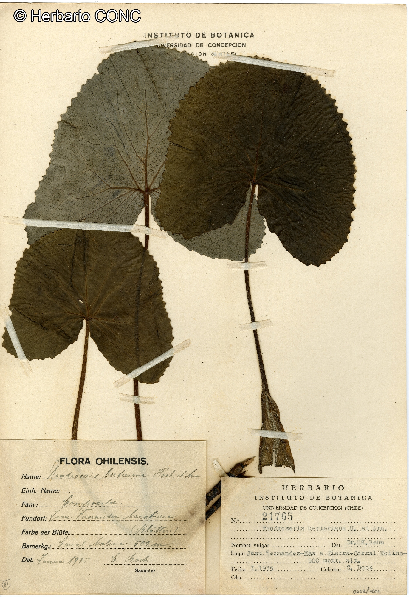 Dendroseris berteroana [Imagen de galería: 29401]