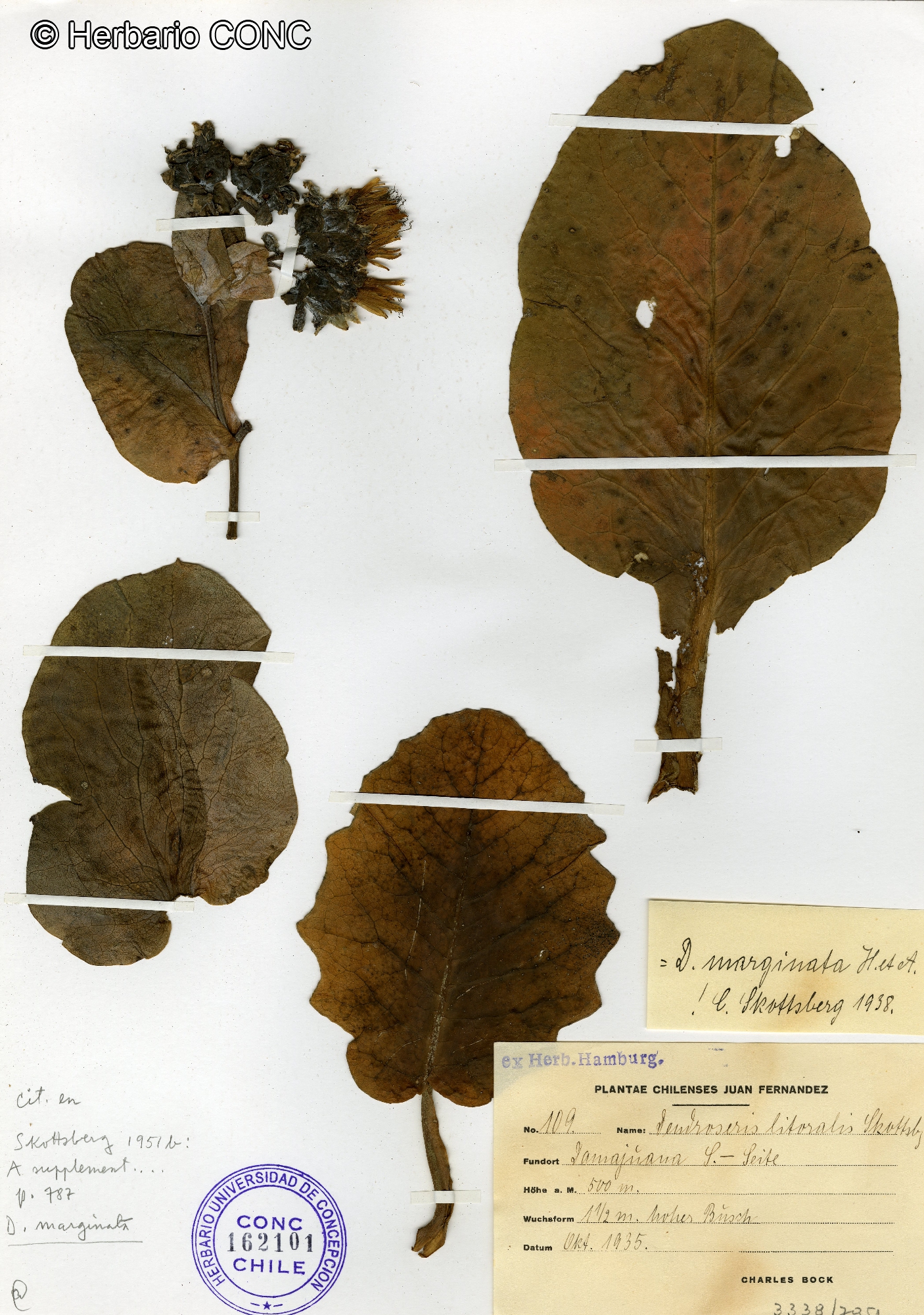 Dendroseris marginata [Imagen de galería: 29405]