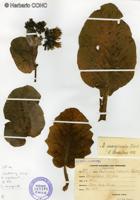 Dendroseris marginata [Imagen de galería: 29405]