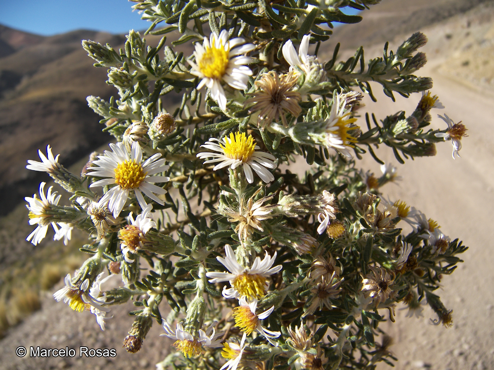 Diplostephium cinereum [Imagen de galería: 29411]