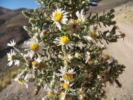 Diplostephium cinereum [Imagen de galería: 29411]