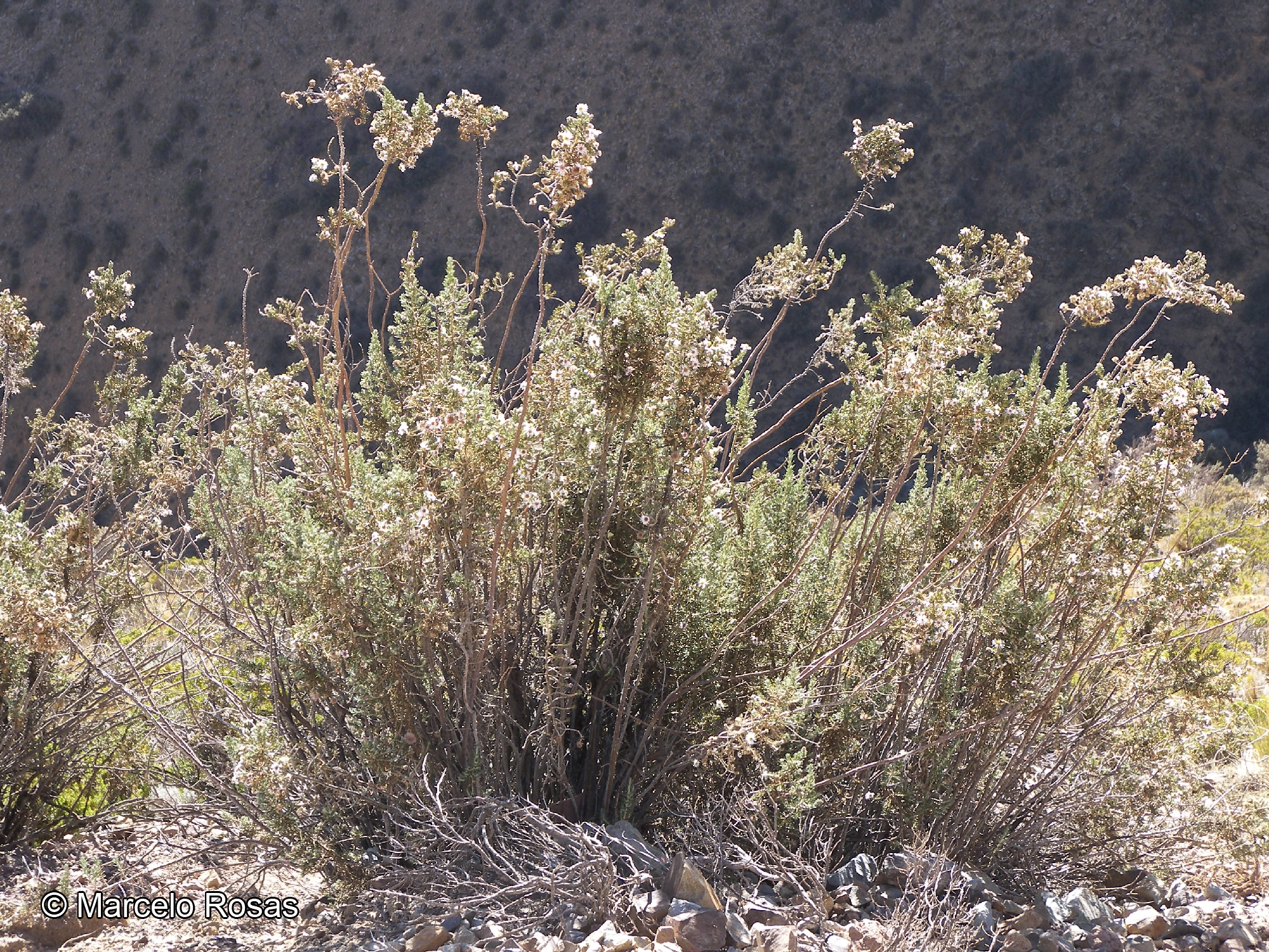 Diplostephium cinereum [Imagen de galería: 29412]