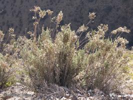 Diplostephium cinereum [Imagen de galería: 29412]