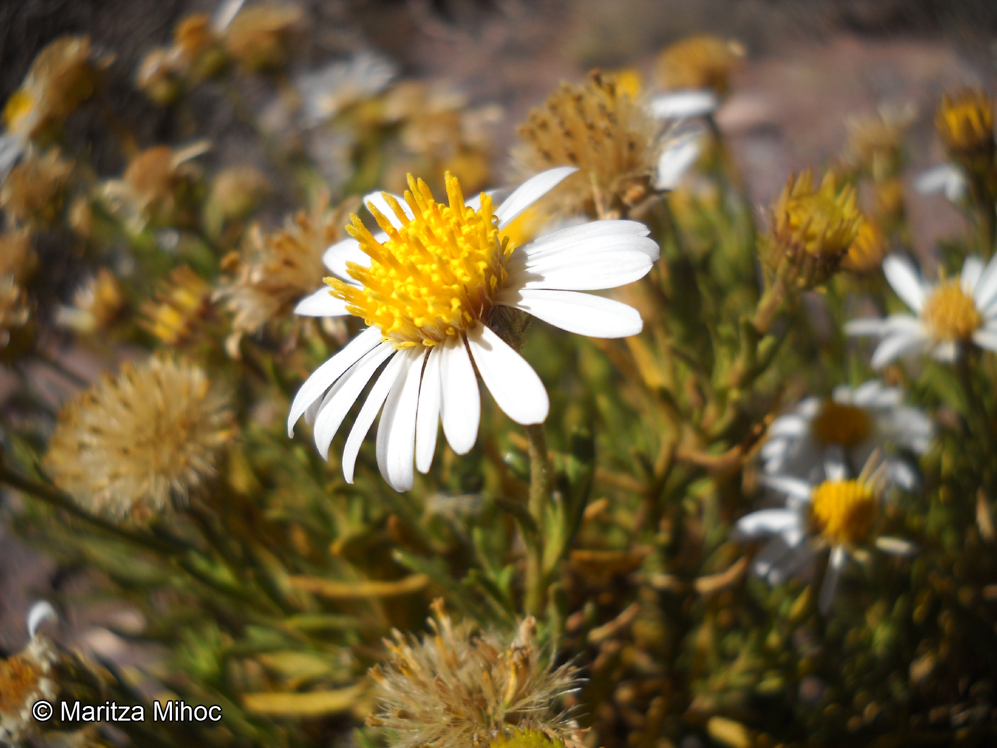 Diplostephium meyenii [Imagen de galería: 29413]