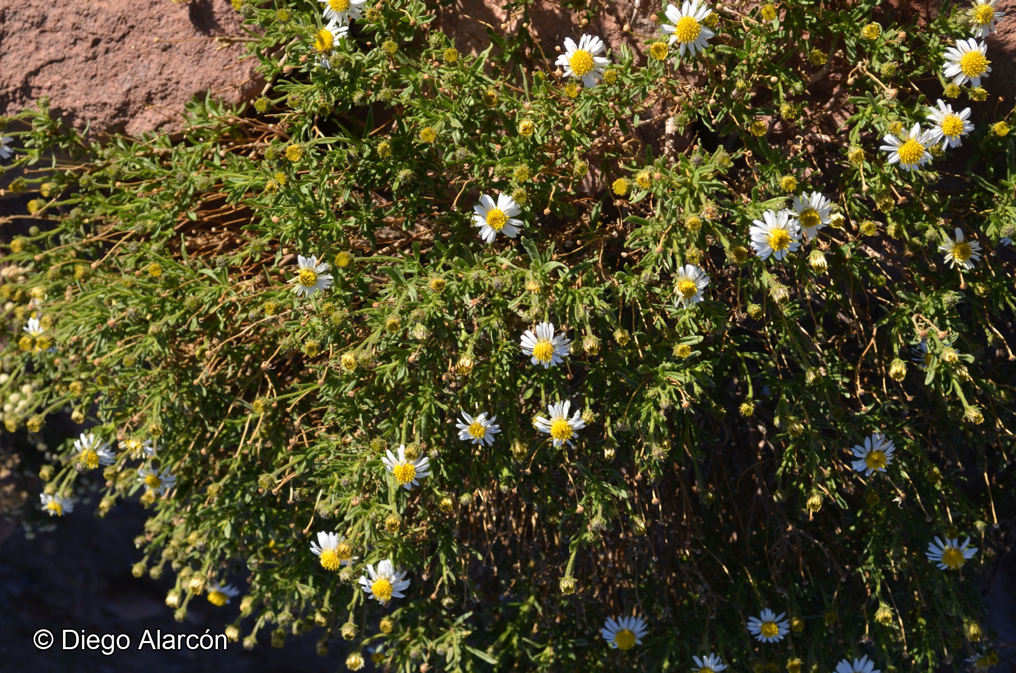 Diplostephium meyenii [Imagen de galería: 29414]
