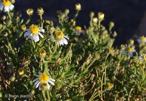 Diplostephium meyenii [Imagen de galería: 29415]