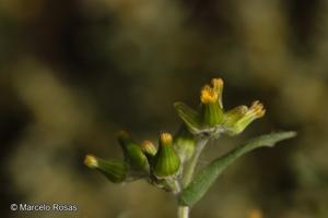 Erechtites leptanthus [Imagen de galería: 29419]