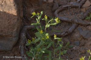 Erechtites leptanthus [Imagen de galería: 29420]