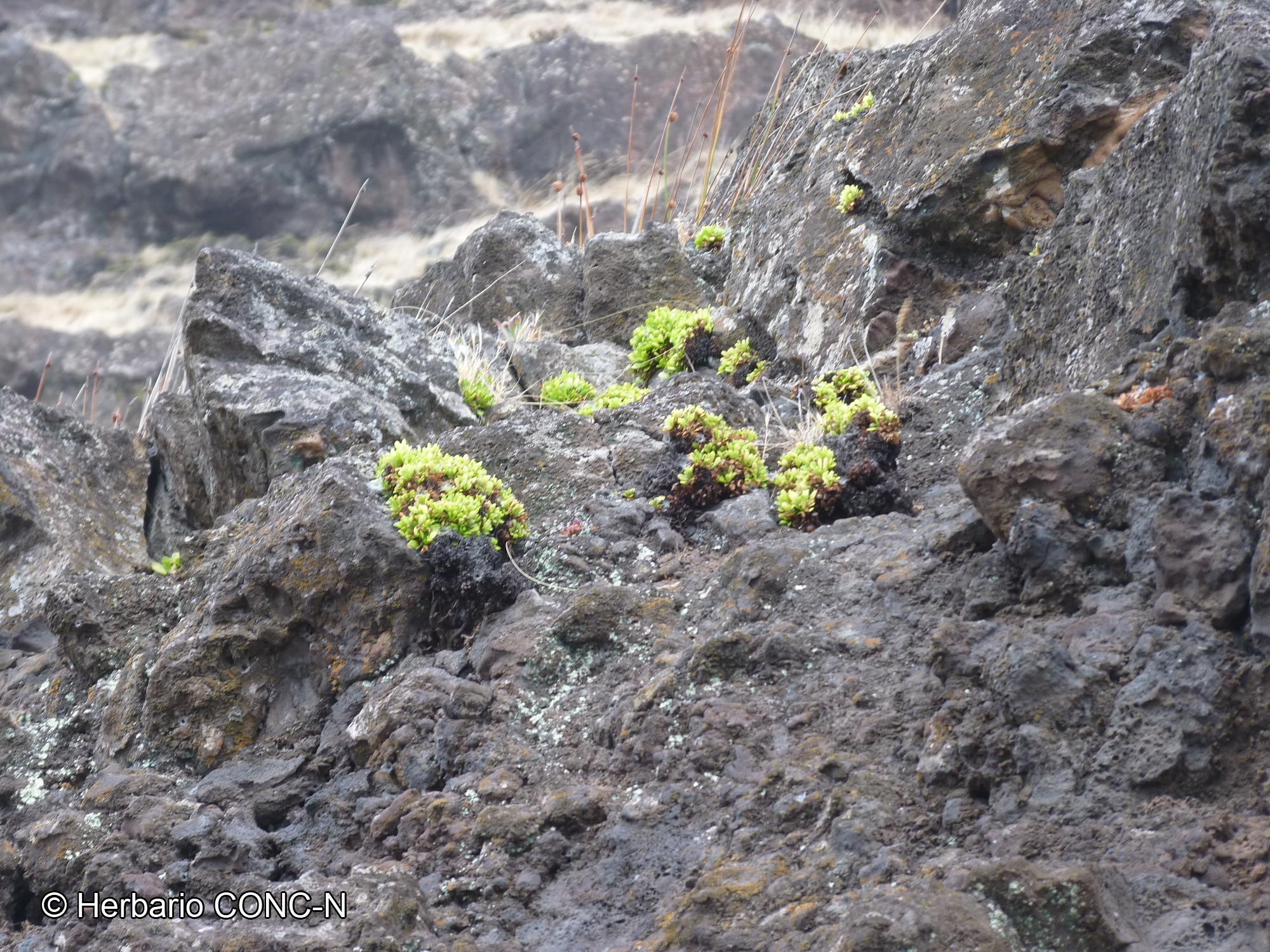 Erigeron rupicola [Imagen de galería: 29438]