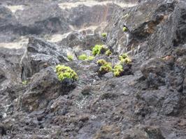 Erigeron rupicola [Imagen de galería: 29438]