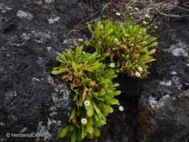 Erigeron rupicola [Imagen de galería: 29439]
