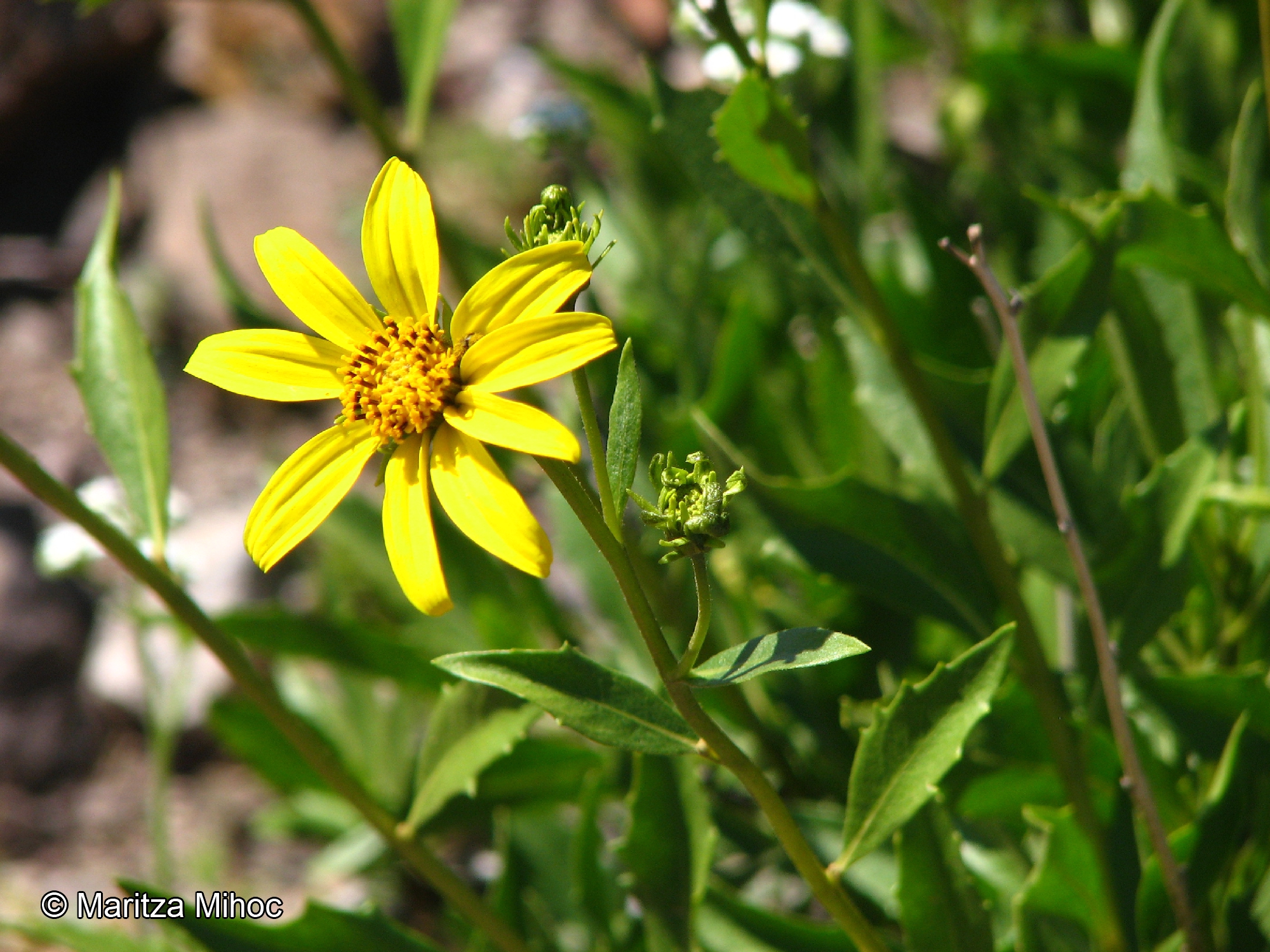 Austroflourensia thurifera [Imagen de galería: 29447]