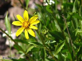Austroflourensia thurifera [Imagen de galería: 29447]