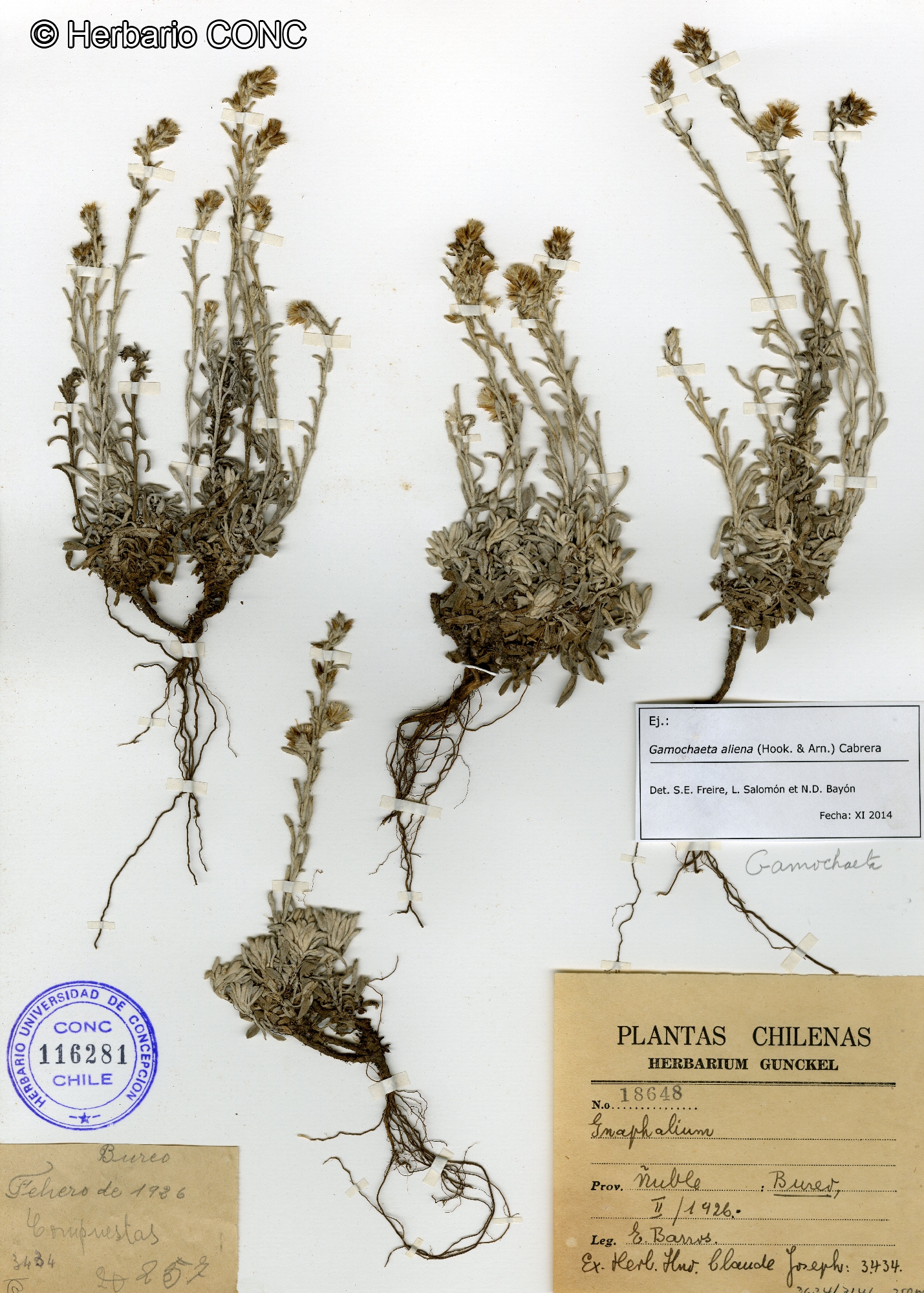 Gamochaeta aliena [Imagen de galería: 29448]