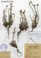 Gamochaeta aliena [Imagen de galería: 29448]