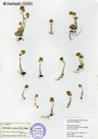 Gamochaeta andina [Imagen de galería: 29449]