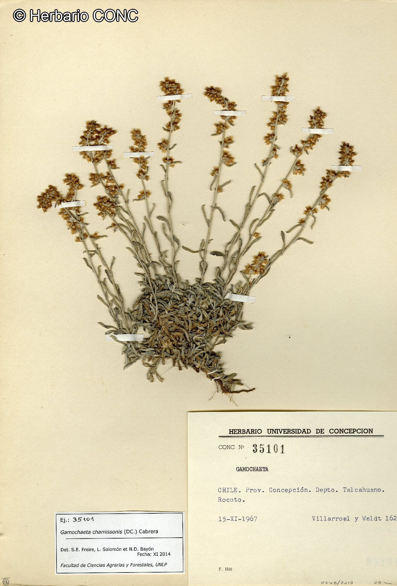 Gamochaeta chamissonis [Imagen de galería: 29450]