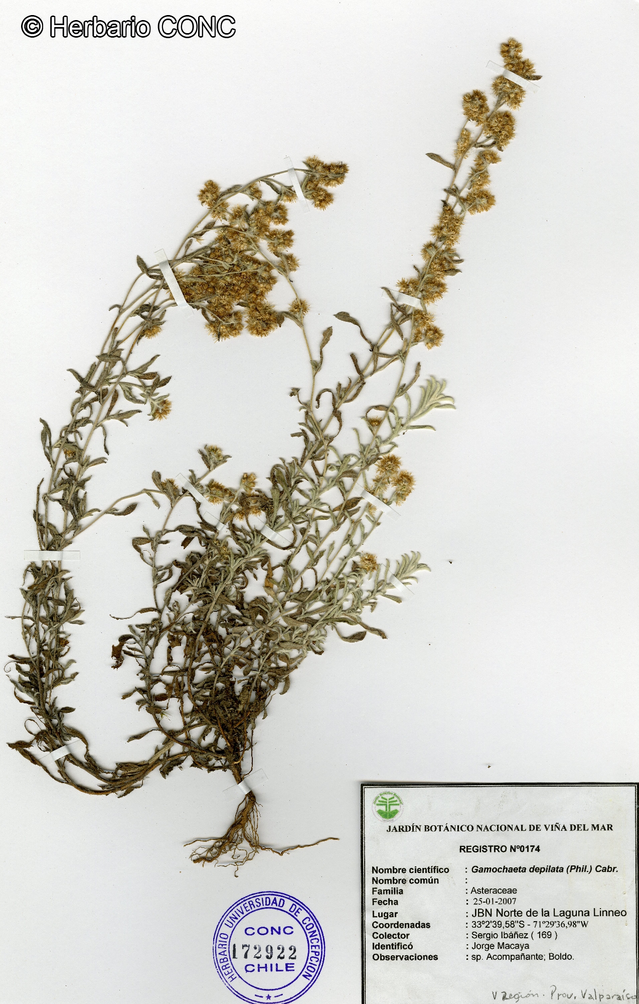 Gamochaeta depilata [Imagen de galería: 29451]