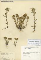 Gamochaeta deserticola [Imagen de galería: 29452]