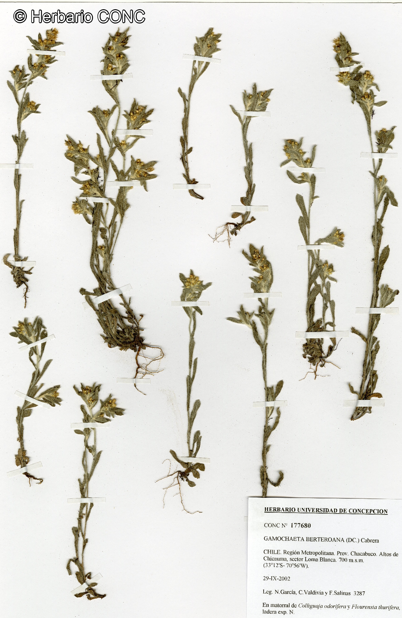 Gamochaeta filaginea [Imagen de galería: 29453]