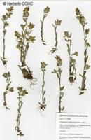 Gamochaeta filaginea [Imagen de galería: 29453]