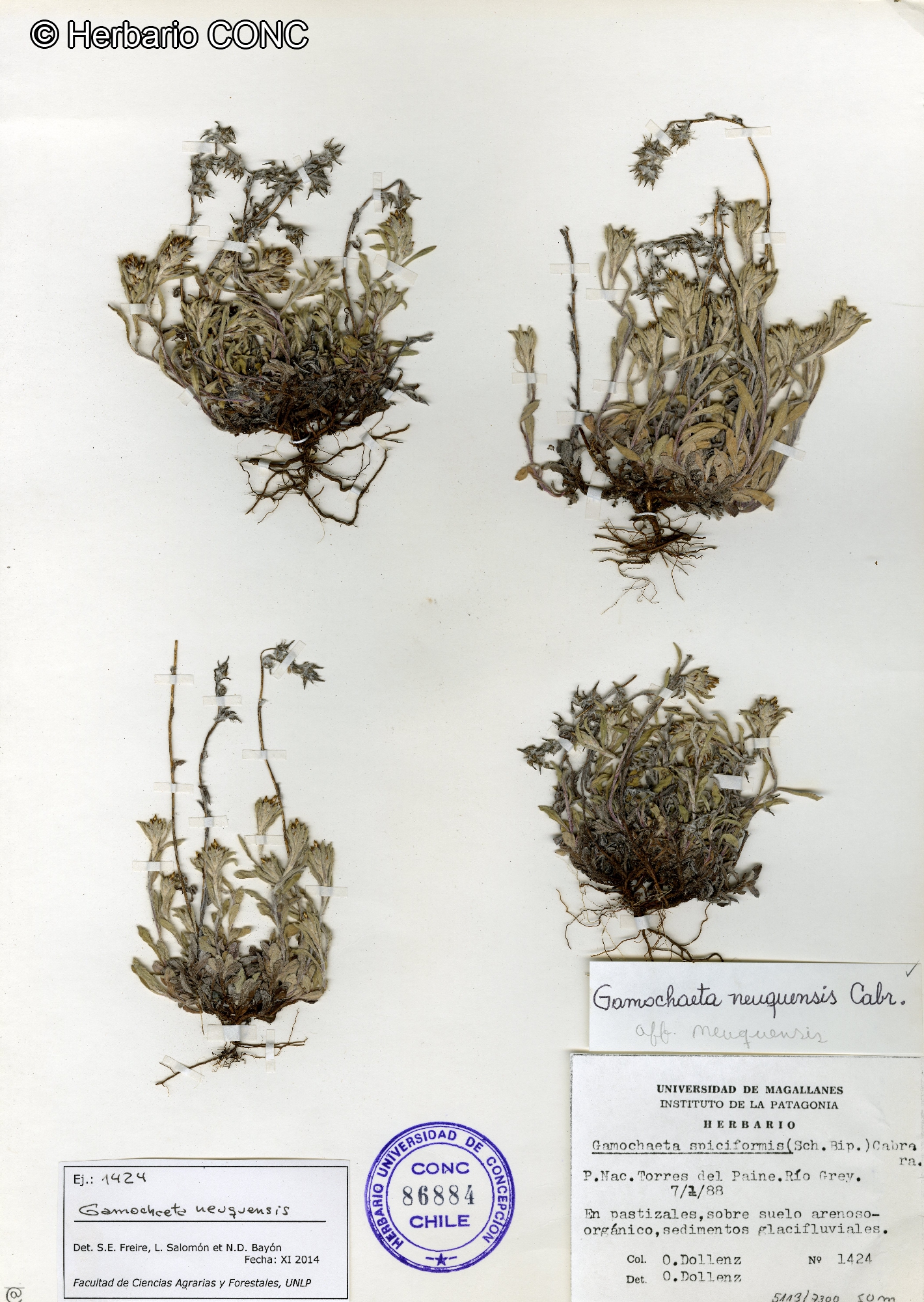 Gamochaeta neuquensis [Imagen de galería: 29454]