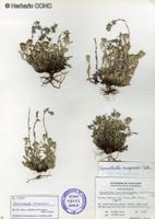 Gamochaeta neuquensis [Imagen de galería: 29454]