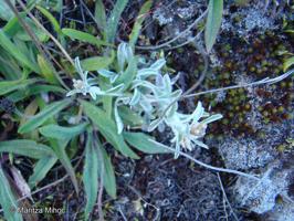 Gamochaeta nivalis [Imagen de galería: 29455]