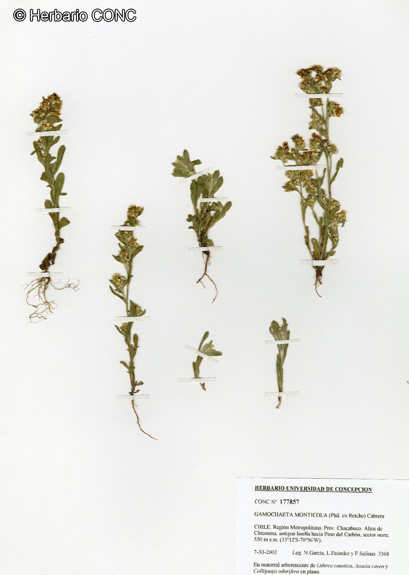 Gamochaeta oligantha [Imagen de galería: 29456]